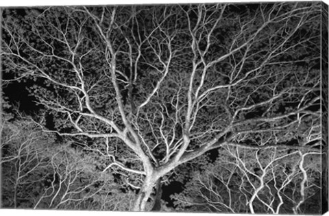 Framed Costa Rica Tree Print