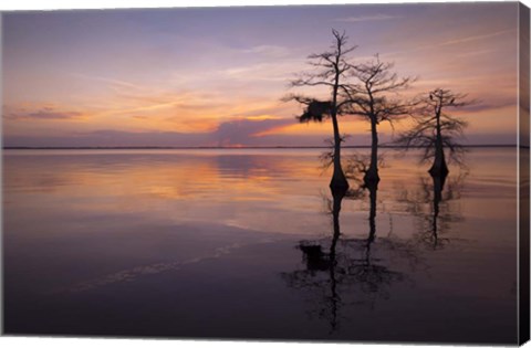 Framed Three Trees on Sunset Print