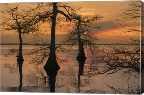 Framed Three Trees on Water Print
