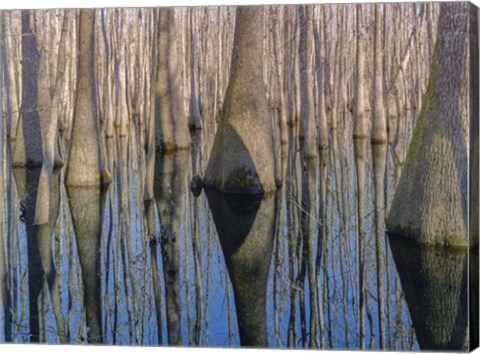 Framed Cypress Reflection Print