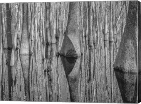 Framed Cypress Reflection Black and White Print