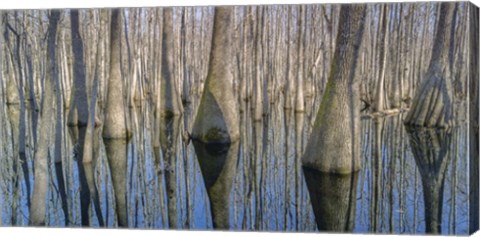 Framed Cypress Reflection Panoramic Print
