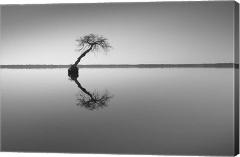 Framed Tree at Lake 1 Print