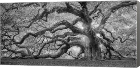 Framed Tree Of Light BW FL Print