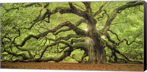 Framed Tree Of Light Color FL Print