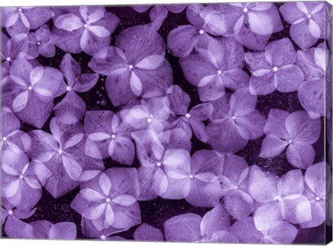 Framed Flores Congeladas 200 Print