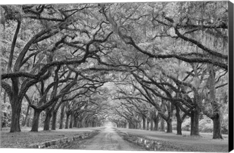 Framed Oaks Avenue 1 BW Print