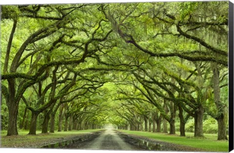 Framed Oaks Avenue 1 Print