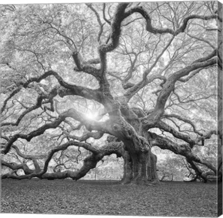 Framed Tree Square BW 2 Print
