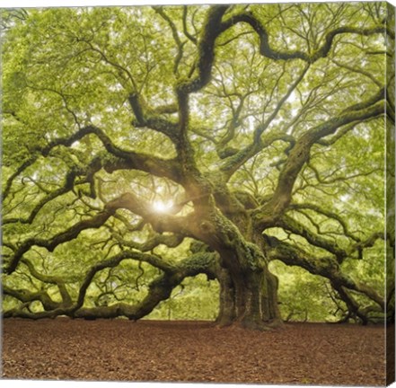 Framed Tree Square Print