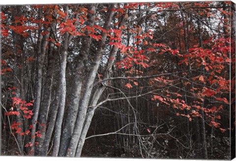 Framed Arboles Acadia 2 Print