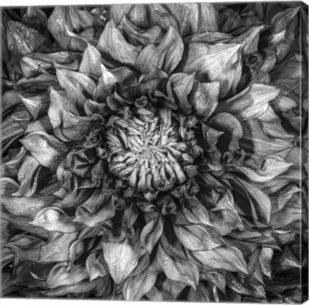 Framed Dalia Full Print