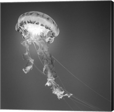 Framed Medusa 1 Print