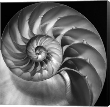 Framed Nautilus 2 Print