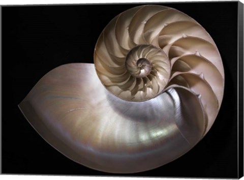 Framed Nautilus 3 Print
