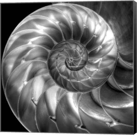 Framed Nautilus 4 Print