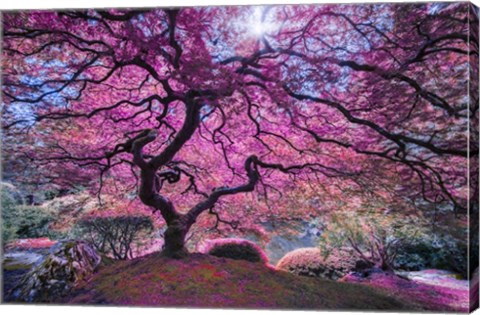 Framed Pink Tree 2 Print