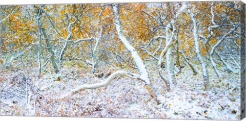 Framed Tired Trees 3 Print