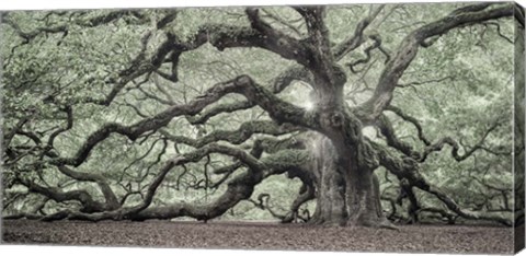Framed Tree Of Light Color Fl 2 Print
