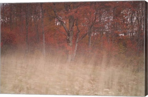 Framed Trees On Wind 2 Print