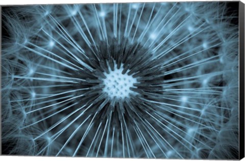 Framed Dandelion Print