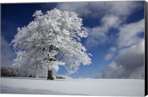 Framed White Windbuche In Black Forest Print