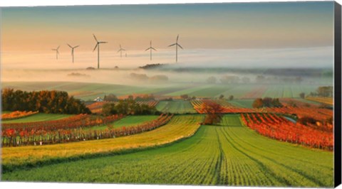 Framed Autumn Atmosphere In Vineyards Print