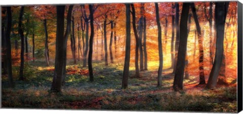 Framed Autumn Woodland Sunrise Print