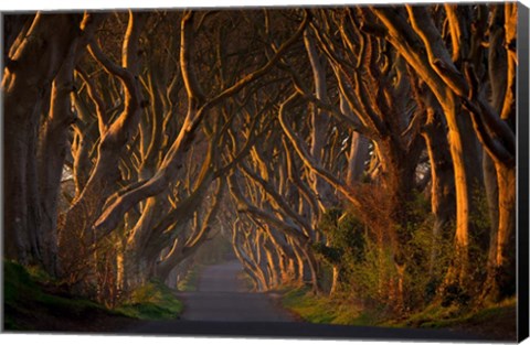 Framed Dark Hedges In the Morning Sunshine Print