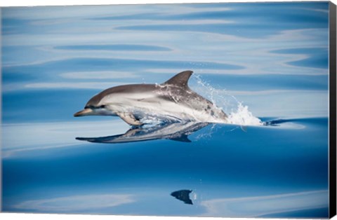 Framed Striped Dolphin Print