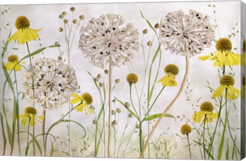 Framed Alliums and Heleniums Print