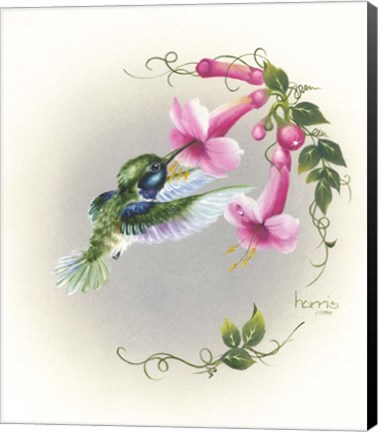 Framed Hummingbird With Trumpet Flowers 2 Print