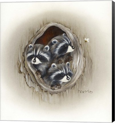 Framed Raccoons In Hole Print