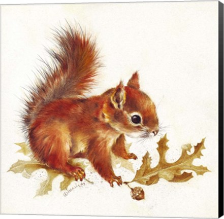 Framed Red Squirrel Print
