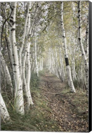 Framed Birch Trail Print