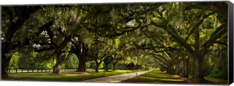 Framed Southern Canopy Print