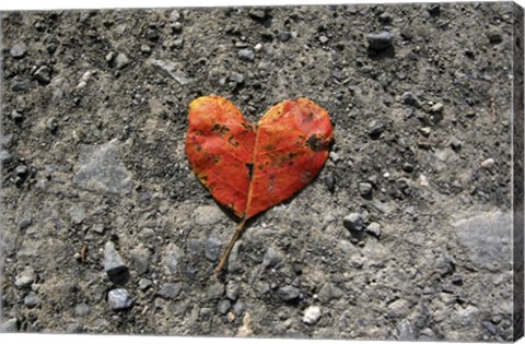 Framed Heartleaf Print
