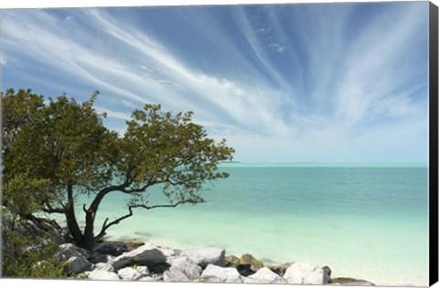 Framed Key West Tree 1 Print