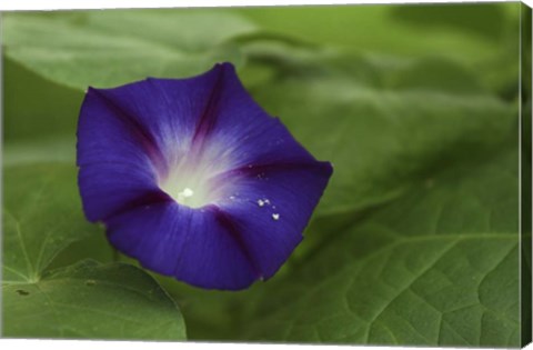 Framed Morning Glory 1 Print