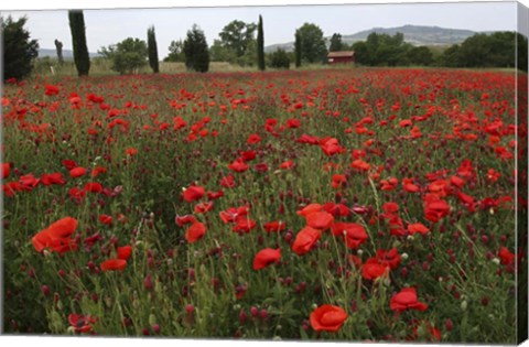Framed Tuscan Poppies 1 Print