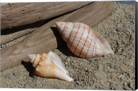 Framed Two Shells Driftwood Print