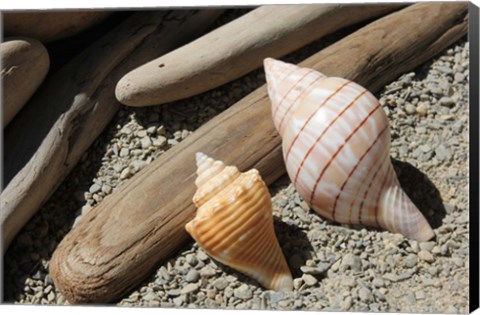Framed Bright Two Shells Driftwood Print