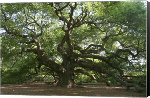 Framed Angel Oak 9098 Print