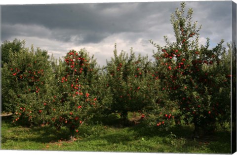 Framed Apple Orchard Dark Sky Print