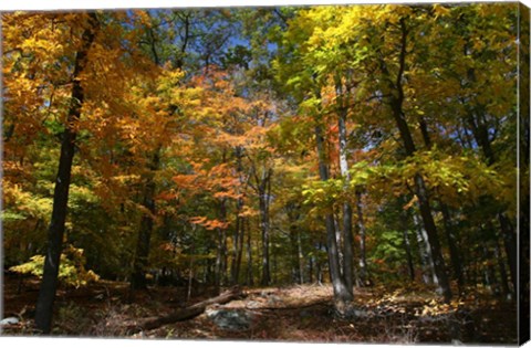 Framed Autumn Clearing Print