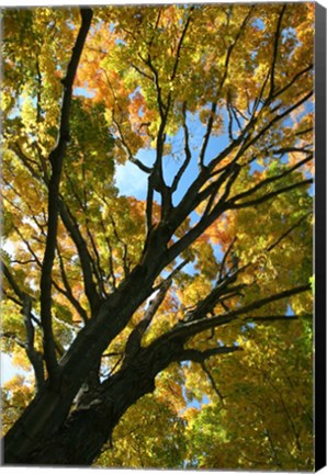 Framed Autumn Maple Vertical Print