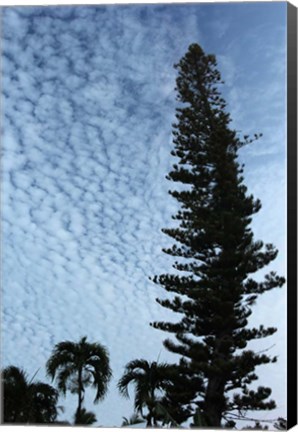 Framed Cedar Palm Sky Vertical Print