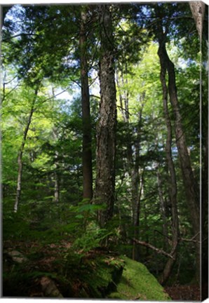 Framed Green Forest Vertical Print