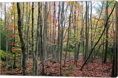 Framed Grey Tree Stand Autumn Print