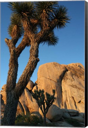 Framed Joshua Tree Vertical Print